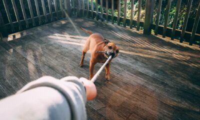 dog biting rope of person holding rope